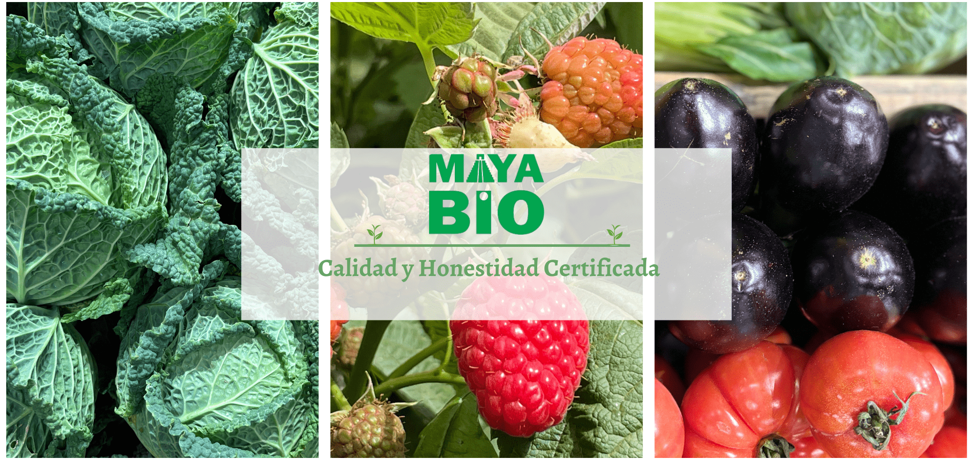 Mayabio_certificate